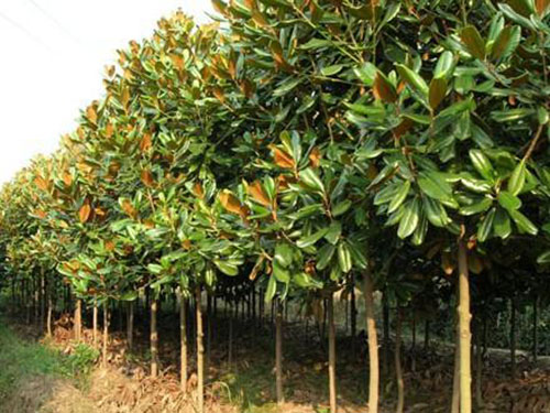 干貨：老經驗！喬木移栽保證成活的12大方法！