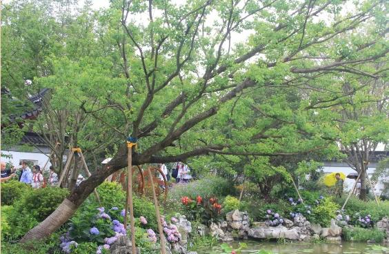 園林綠化的植物八大養護要點