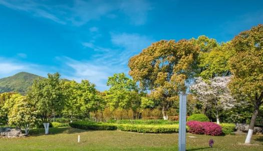 綠化工程選苗五大要訣，你知道嗎？