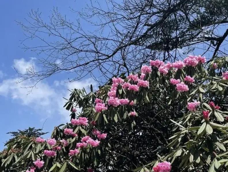 為什么說(shuō)鄉(xiāng)土性是特色園林之魂？