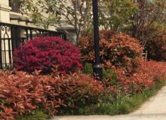 在園林設(shè)計(jì)布局中，色彩因素要注意什么？