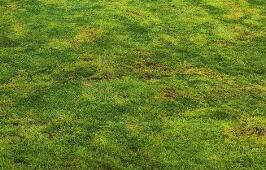 園林綠化養(yǎng)護的核心原則是什么呢？